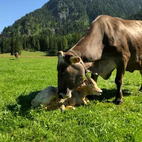 MusterAlpe Plansee in Reutte