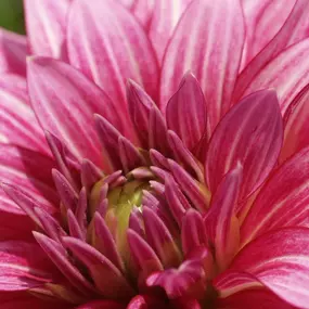 Bild von Mag. Dr. Alexandra Kreuz - Klinische- und Gesundheitspsychologin