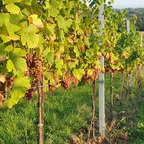 Bild von Weinbau und Heuriger Wiltschko