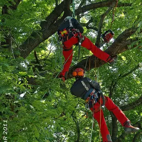 SBG Spurny GmbH Baunschnitt