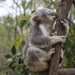 Koala