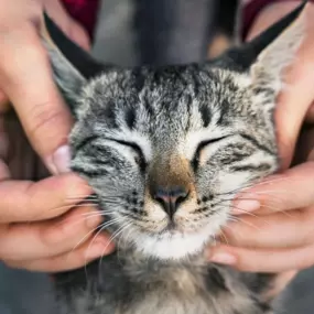 Bild von Tiermedizentrum Lyssbach GmbH