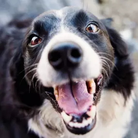 Bild von Tiermedizentrum Lyssbach GmbH