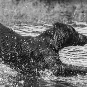 Bild von Tiermedizentrum Lyssbach GmbH