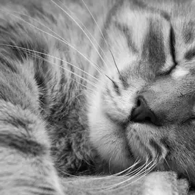 Bild von Tiermedizentrum Lyssbach GmbH