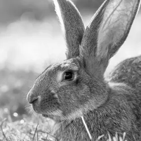 Bild von Tiermedizentrum Lyssbach GmbH