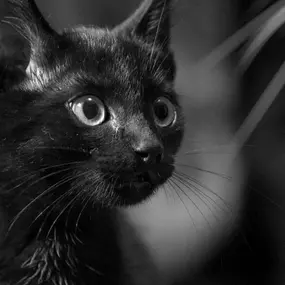 Bild von Tiermedizentrum Lyssbach GmbH