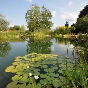 Natur Schwimmteich von Profis