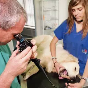 Bild von Centro Veterinario Daniele Varini