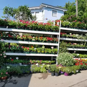 Blumen Renate Petrides 1180 Wien