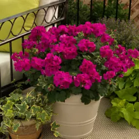 Bild von Schießling Blumenhaus