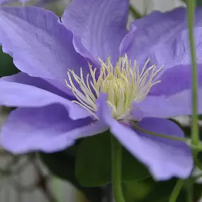 Bild von Zimmermann Flaach AG Blumen & Gartenbau