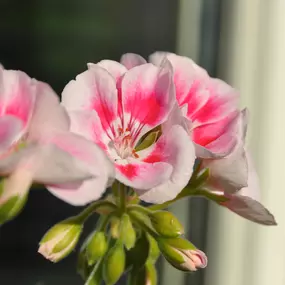 Bild von Zimmermann Flaach AG Blumen & Gartenbau