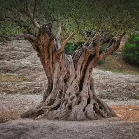 Gesundheitszentrum Arbor Vitae in 8063 Eggersdorf bei Graz  - Logo