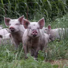 Bild von Jenzer Fleisch und Feinkost AG