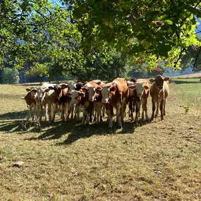 Bild von TRIVET-Tierärzte