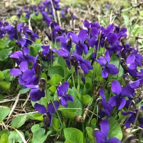 Blumen Vorderberg