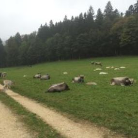 Bild von Ferme-Restaurant Pierreberg