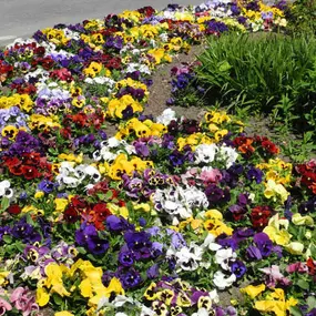 Bild von Bont Gartenbau und Gartenpflege AG