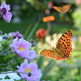 Bild von Bont Gartenbau und Gartenpflege AG