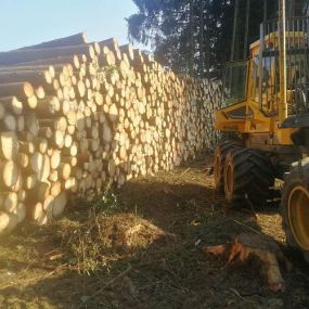 Himler Holz - Holzschlägerung