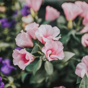 Blumen Plattner - Blütenflair & Gartenlust