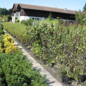 Bild von Kummer Gartenbau - Pflanzenoase