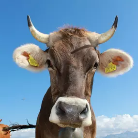 Bild von Ferme des Trontières Randogne