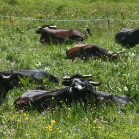 Bild von Ferme des Trontières Randogne