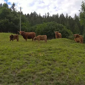 Bild von Ferme des Trontières Randogne