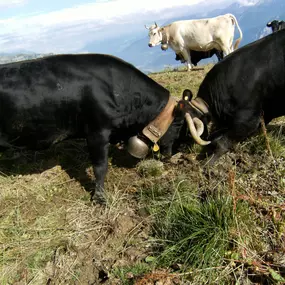 Bild von Ferme des Trontières Randogne