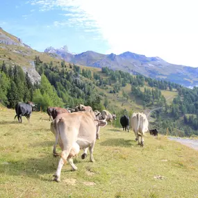 Bild von Ferme des Trontières Randogne