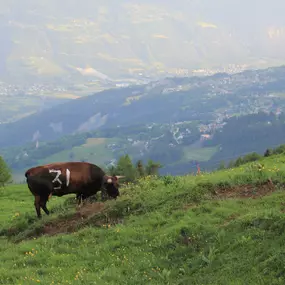 Bild von Ferme des Trontières Randogne