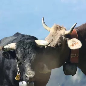 Bild von Ferme des Trontières Randogne