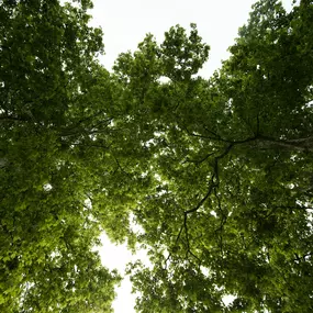 Bild von Les Artisans de L'Arbre Sarl