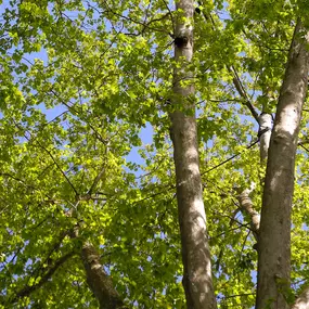 Bild von Les Artisans de L'Arbre Sarl