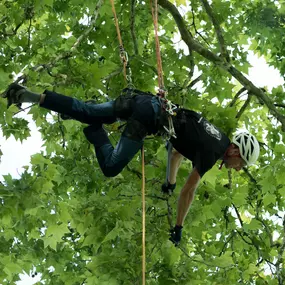 Bild von Les Artisans de L'Arbre Sarl