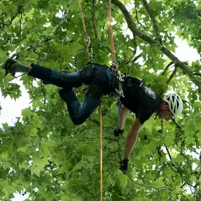 Bild von Les Artisans de L'Arbre Sarl