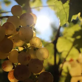 Bild von Cave de la Crausaz