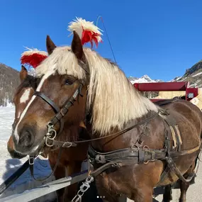 Bild von Clalüna-Sils Kutschenfahrten