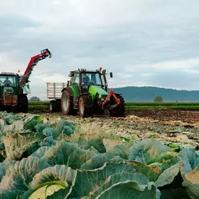 Bild von Dreyer AG - Früchte, Gemüse, Tiefkühlprodukte