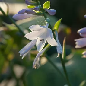 Bild von Blumen Schenk