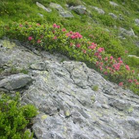 Schatzberg-Haus Auffach - Im Frühjahr blühen ganze Felder von Almrosen auf  den umliegenden Berglandschaften