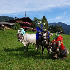 Schatzberg-Haus Auffach - Die Heimkehr der Kühe von Almen wird im Dorf groß gefeiert