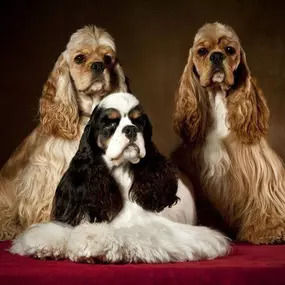 Bild von La Vigie Riviera Pet Grooming