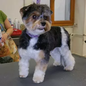 Bild von La Vigie Riviera Pet Grooming