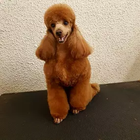 Bild von La Vigie Riviera Pet Grooming