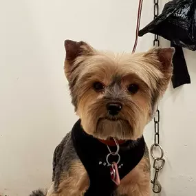 Bild von La Vigie Riviera Pet Grooming