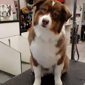 Bild von La Vigie Riviera Pet Grooming