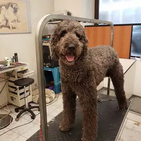 Bild von La Vigie Riviera Pet Grooming